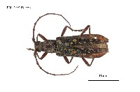 藏品(黃星姬山天牛)的圖片